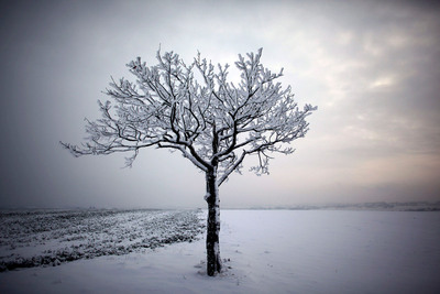 FOTOGALERIA: Árbol