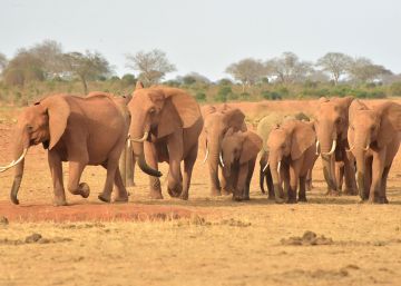 Así previene la inteligencia artificial la caza furtiva de elefantes en África o detecta infecciones emergentes