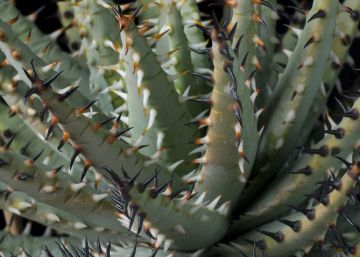 Así puede ayudar la inteligencia artificial a identificar miles de plantas amenazadas