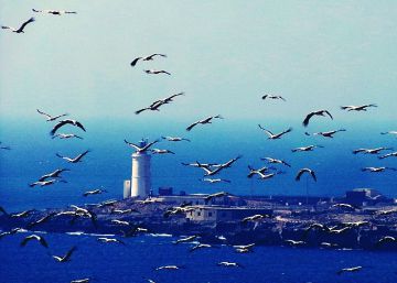 Una aplicación permite el acceso libre a datos de observaciones de aves durante 20 años