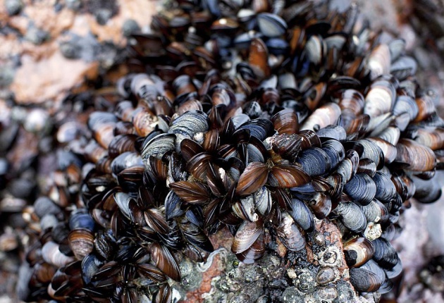 Los mejillones, los protagonistas secundarios de esta historia Los mejillones, los protagonistas secundarios de esta historia