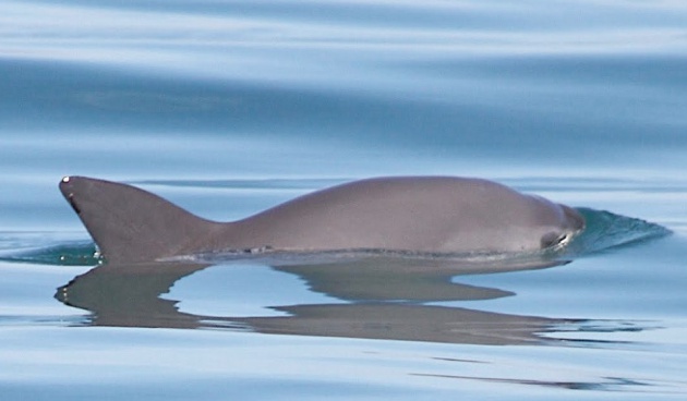 Es muy difícil fotografiar a la vaquita marina. Esta es una de las pocas imágenes en los archivos de la Secretaría de Medio Ambiente Es muy difícil fotografiar a la vaquita marina. Esta es una de las pocas imágenes en los archivos de la Secretaría de Medio Ambiente