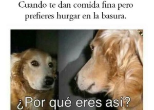 ¿Por qué eres así? el meme que plantea las posibles reflexiones de tu perro