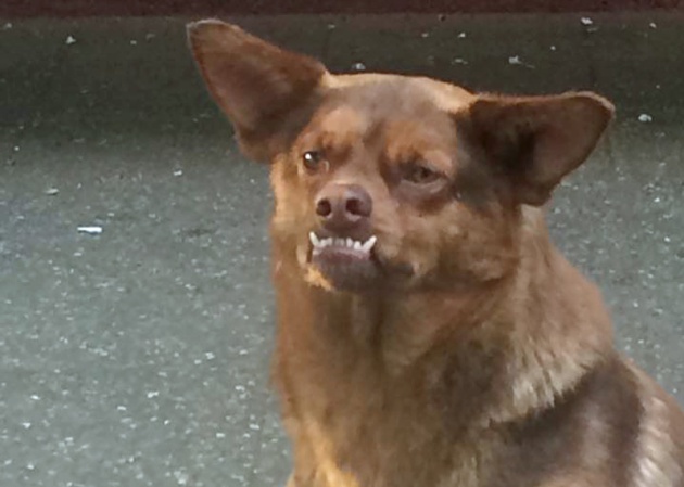 Chilaquil, el perrito adorado en las redes mexicanas, en realidad se llama Murci y es chileno