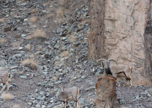 O desafio de encontrar o leopardo das neves nesta imagem