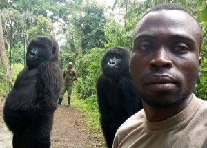 A história da selfie com Ndeze e Ndakasi, duas gorilas órfãs que posam com seu cuidador
