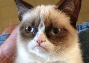 Morre ‘Grumpy Cat’, a gata estrela de memes e celebridade da internet
