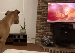 O que os cães veem quando assistem à televisão