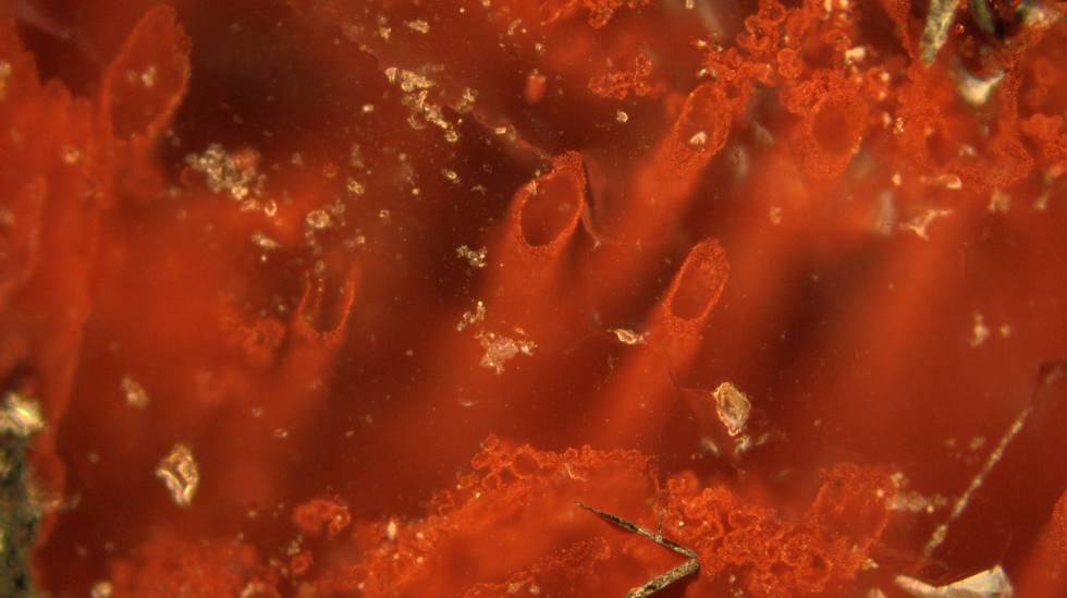 Resultado de imagem para Cientistas encontram evidÃªncias mais antigas de vida na Terra
