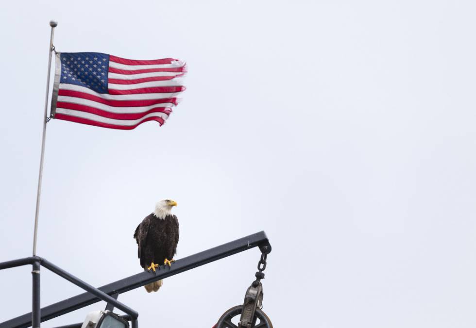 A águia é o símbolo nacional dos EUA e sua ameaçante presença se tornou um pesadelo para os moradores de Dutch Harbor, no Alasca.