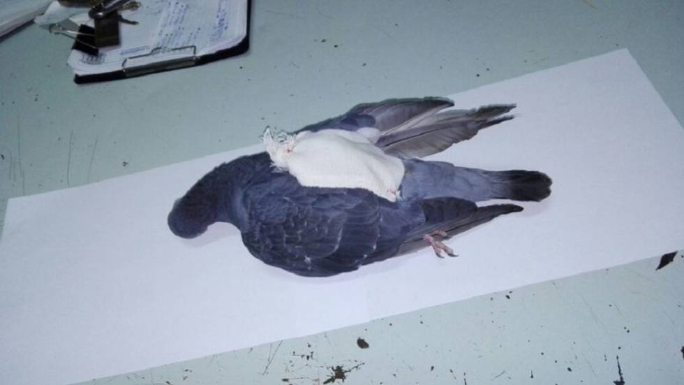 Polícia abate a tiros a “narcopomba” que era aviãozinho de presidiários 1504275901 775402 1504289820 noticia normal - Polícia abate a tiros a “narcopomba” que era aviãozinho de presidiários