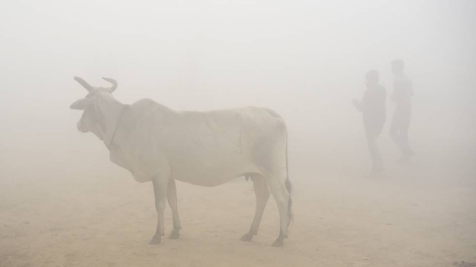 Uma vaca em meio à névoa poluída de Nova Delhi (Índia)