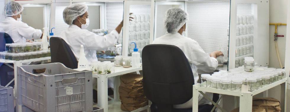 Pesquisadores no laboratório de biotecnologia do CETENE.