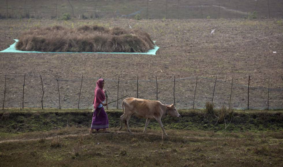 Mulher caminha com vaca em Gauhati, na Índia.