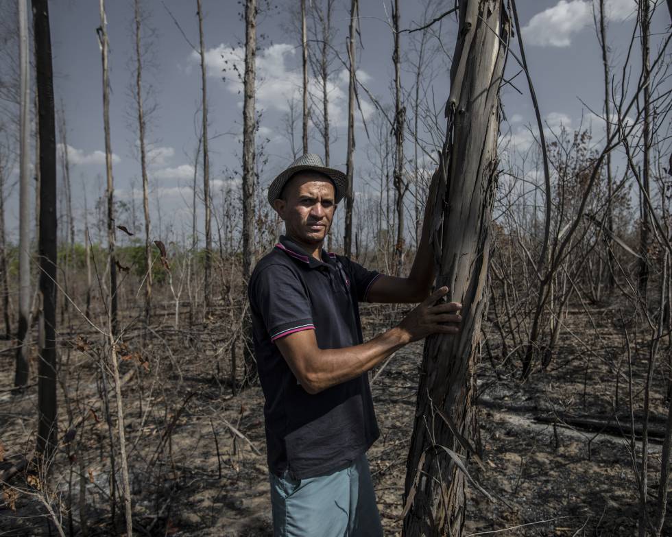 Marcone Ramalho entre eucaliptos queimados em Forquilha (PiauÃ­)