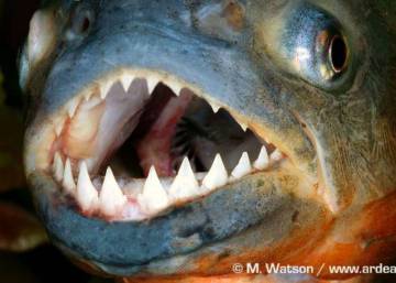 O “peixe mais feroz do mundo”? A injusta má fama da piranha