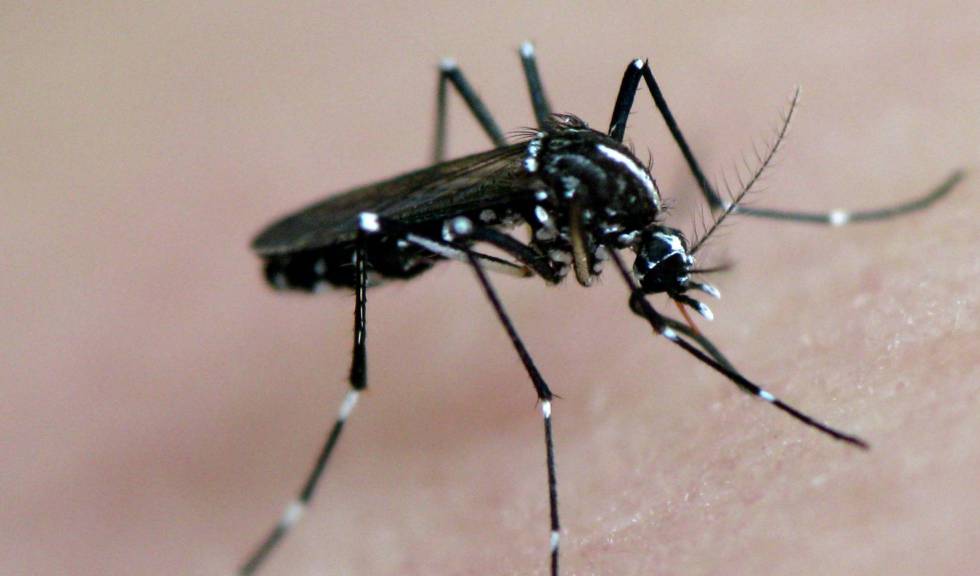 Quase metade de Pernambuco está na mira de um novo surto de zika