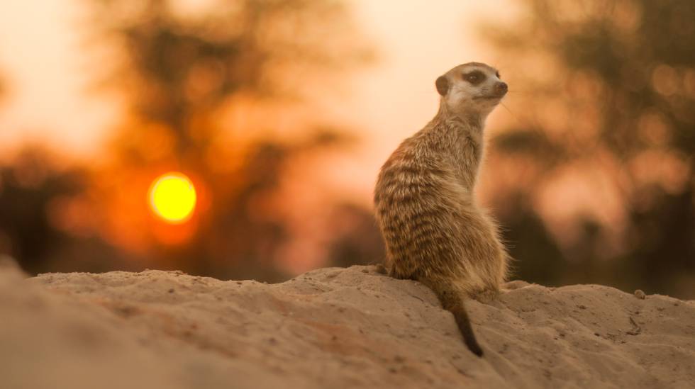 Um suricato solitário no deserto do Kalahari.