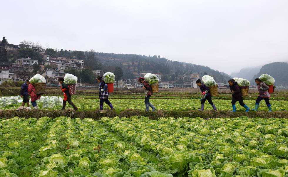 Um grupo de agricultores na provÃ­ncia chinesa de Guizhou