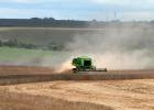 Argentina avalia ser o primeiro país do mundo com trigo transgênico