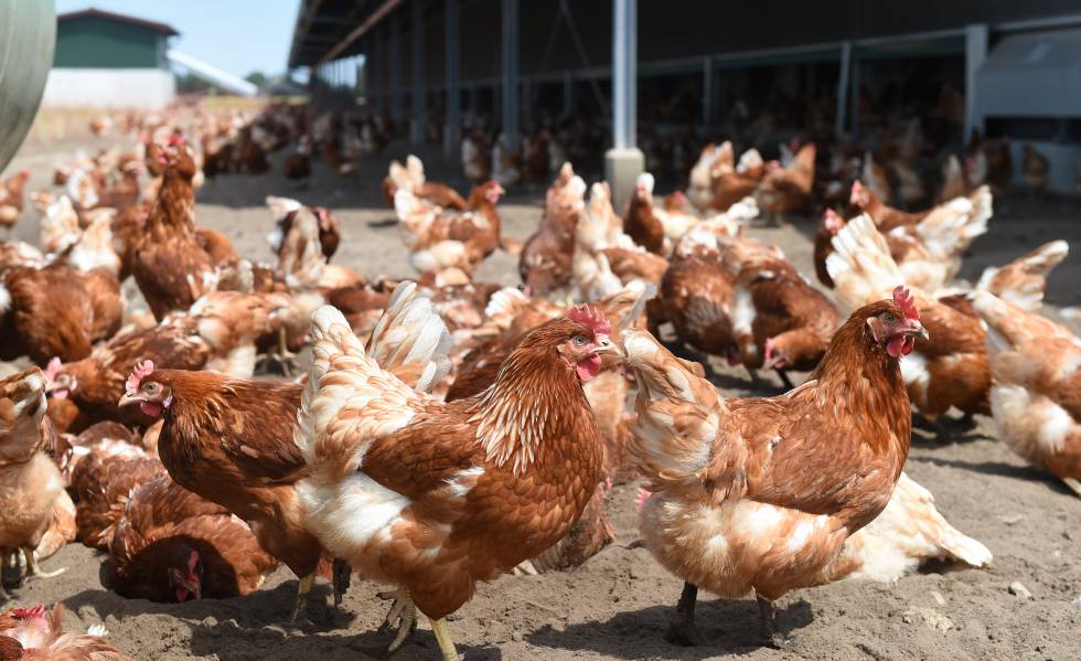 Galinhas em uma granja, em uma imagem de arquivo