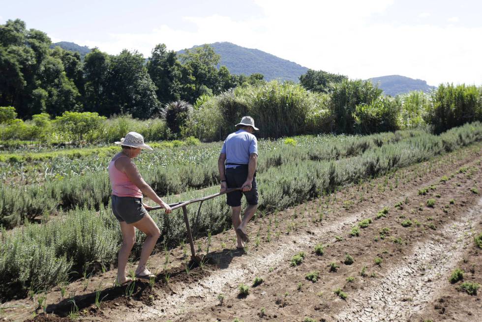 Casal gaúcho recebe aposentadoria rural, mas continua trabalhando em horta para complementar a renda.