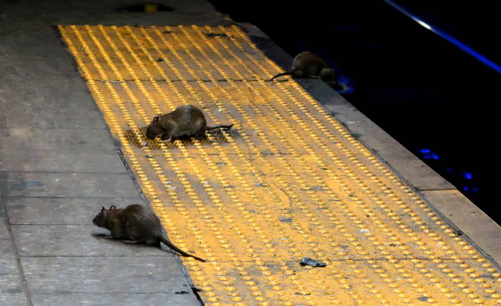 VÃ¡rios ratos procuram comida na estaÃ§Ã£o de metrÃ´ de Herald Square, em Nova York