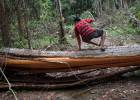 A Amazônia está à venda: quem der menos leva