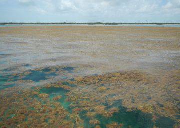 Um imenso mar de sargaços floresce no oceano dopado por fertilizantes