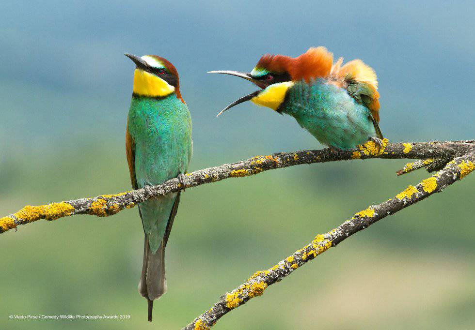 15 animais engraçados por natureza: fotos, memes e curiosidades