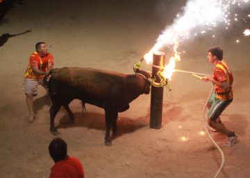 ‘Correbous’ – the survivors of the Catalan ban on bullfighting