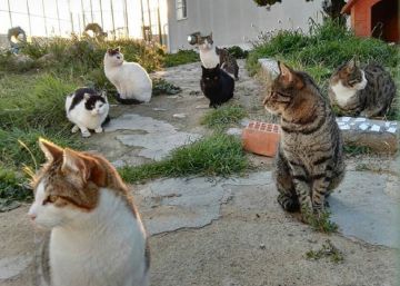 How cats can become man’s best friend in prison