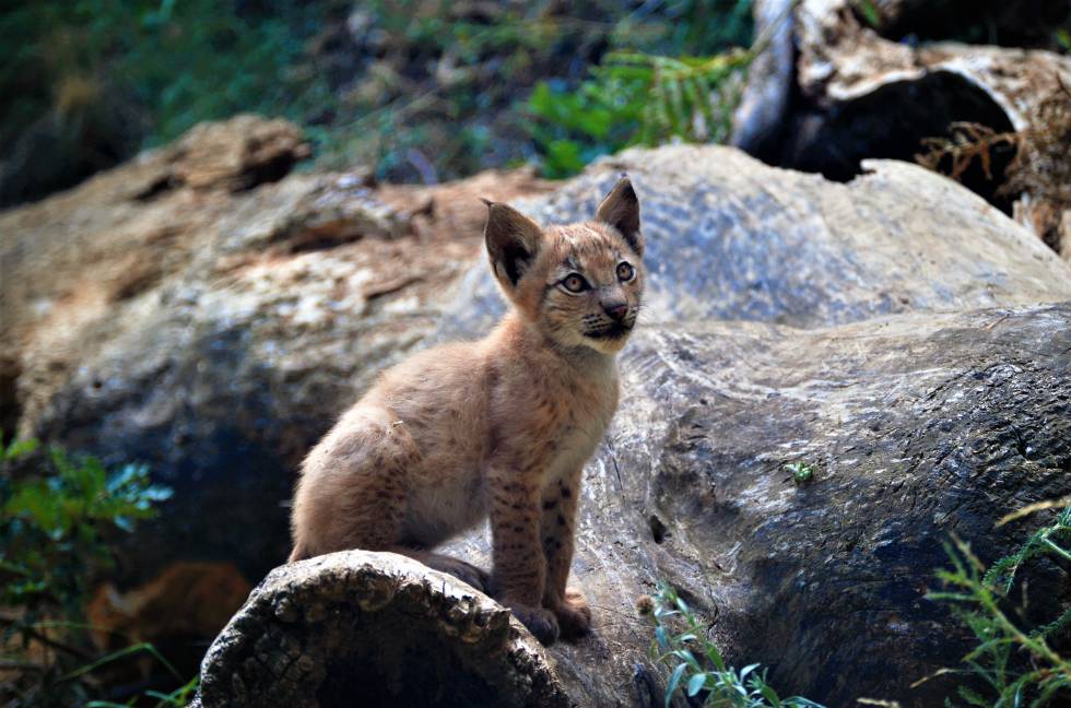 Lince boreal Pirineos
