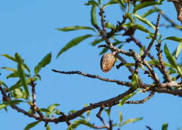 Ametlles, oblits i morts a Mallorca