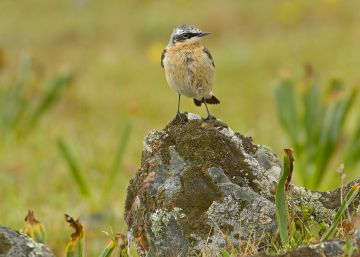 Volcànics micromenjars