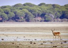 Doñana, de nuevo en vilo