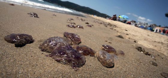 Medusas en una playa de Cádiz.