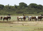 Respaldo al freno de la Junta al gas en Doñana