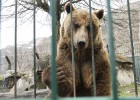 Mimo y Arán, els dos óssos bruns que viuen des de fa 24 anys en una gàbia d'Arties, seran traslladats a un santuari.