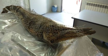 The dolphin corpse found in Casa de Campo on Tuesday.