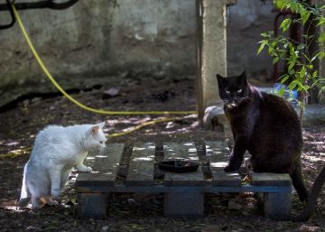 Dos gatos callejeros esterilizados en una colonia controlada en el barrio de Vallcarca.