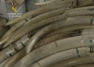 Civil Guard seizes 74 elephant tusks from Madrid home