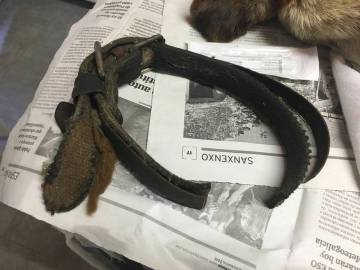 Correa que llevaba puesta el perro cuando fue hallado por un vecino de Meis. Correa que llevaba puesta el perro cuando fue hallado por un vecino de Meis.