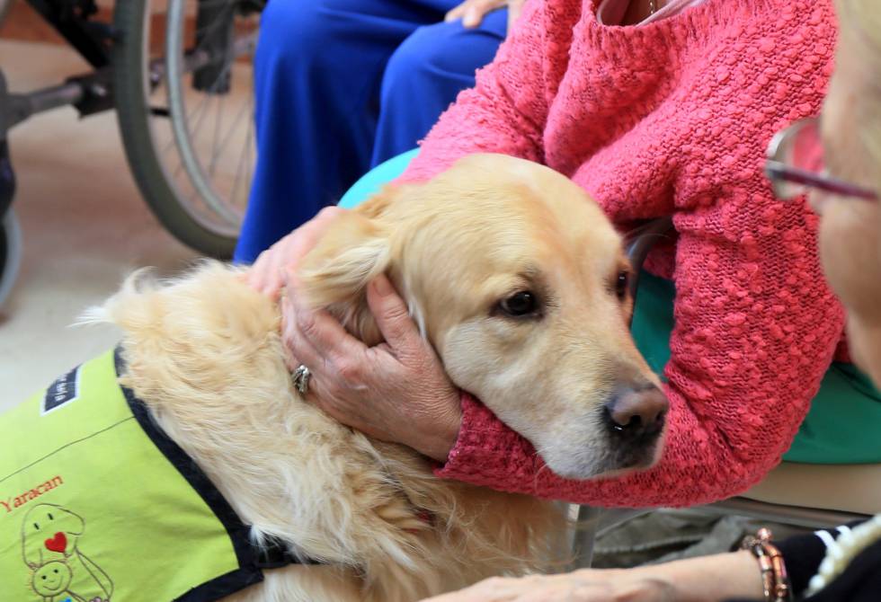 El Hospital de Torrejón reduce un 60% la medicación por depresión gracias a la terapia con animales