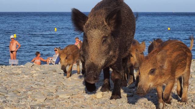 Cerdos salvajes en una playa.