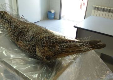 Was the Casa de Campo dolphin to be used as a decoration?