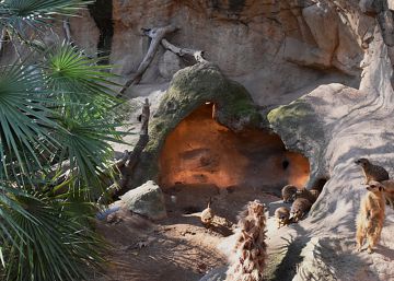 El Zoo también sube la calefacción