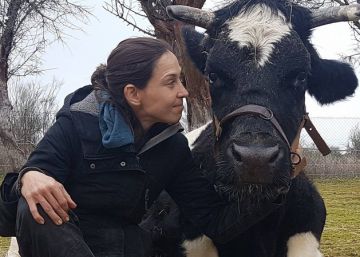 La vaca Carmen en el Santuario de Animales Wings of Heart.