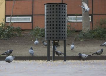 La ONG SEO/BirdLife critica el pienso anticonceptivo para palomas