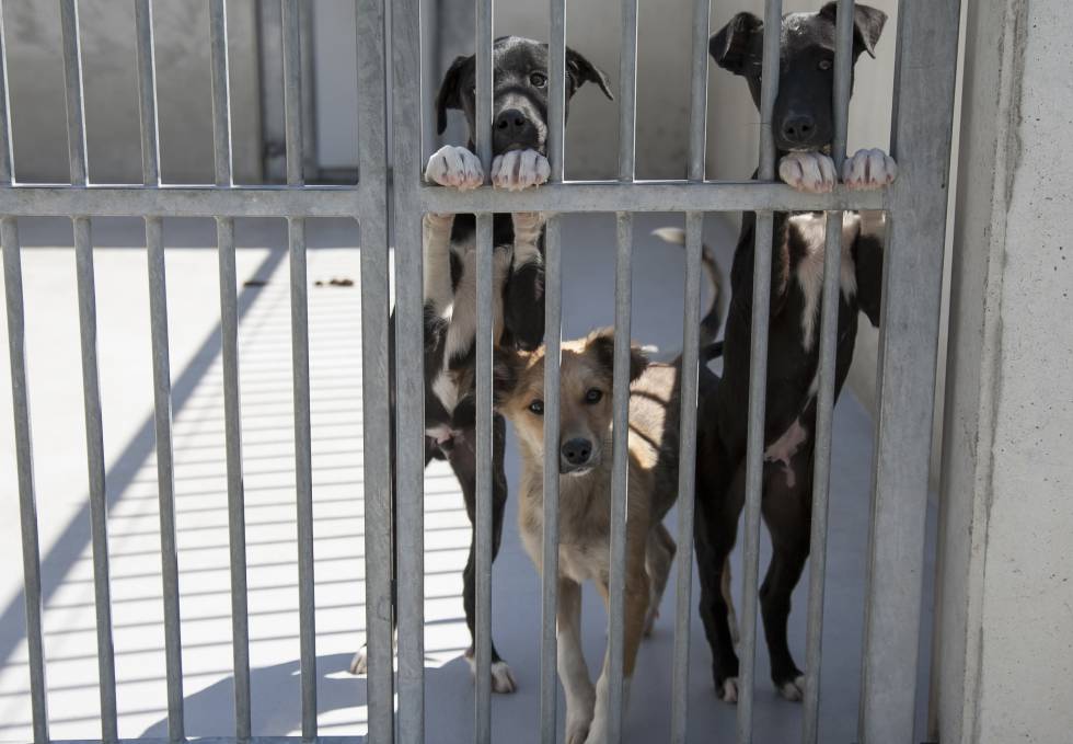 La Perrera Municipal De Madrid No Puede Con Mas Animales Madrid El Pais